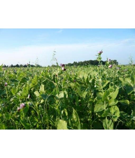 TerraLife® Solanum Organic-1