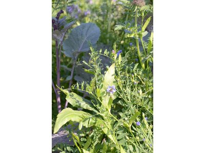TerraLife® - BetaMaxx TR-1