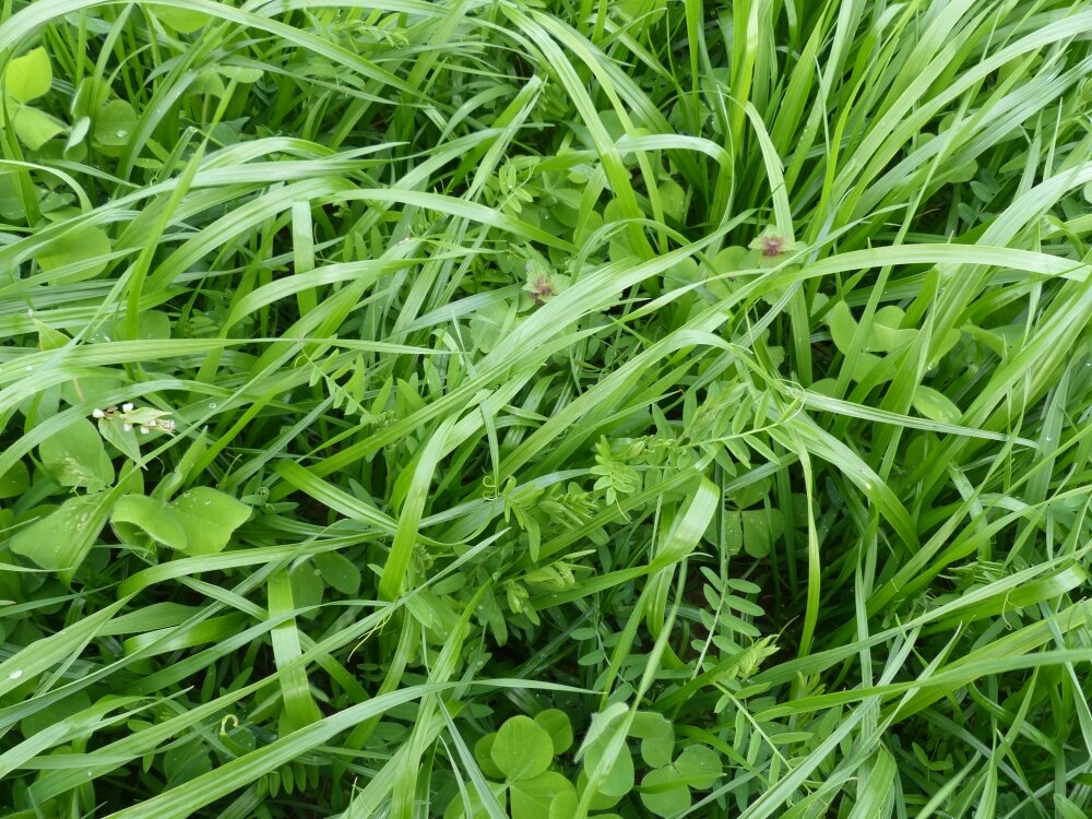 TerraLife® - Landsberger Gemenge-3