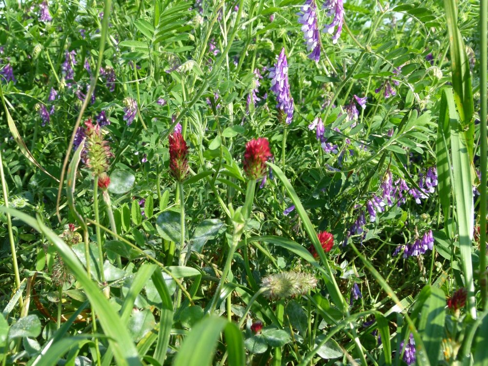 TerraLife® - Landsberger Gemenge-1