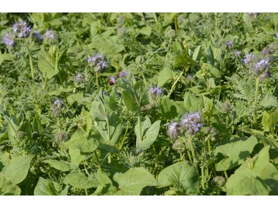 TerraLife® N-Fixx 50 -5