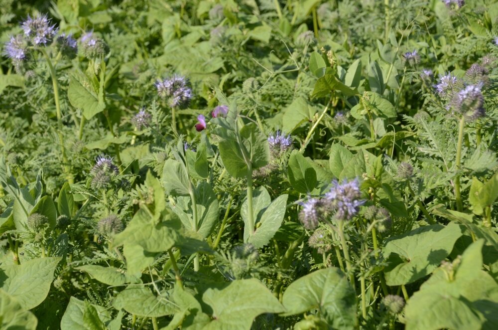 TerraLife® N-Fixx 50 -5