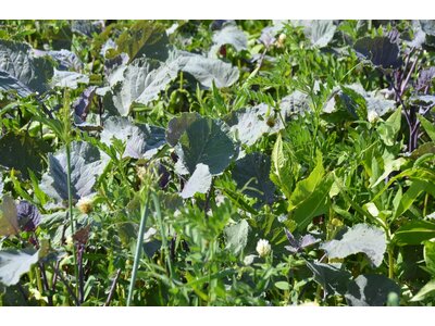 TerraLife® - SolaRigol TR-1