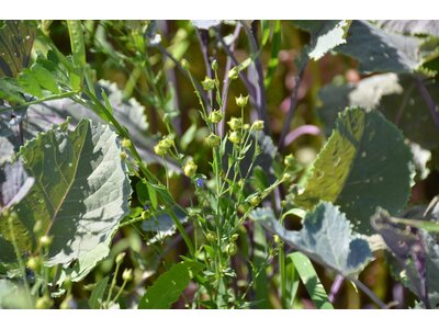 TerraLife® - SolaRigol TR-3