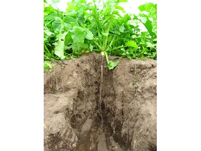 TerraLife® - SolaRigol TR-2