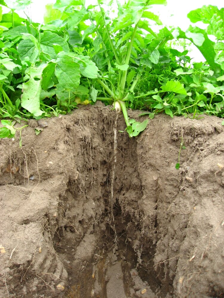 TerraLife® - SolaRigol TR-2