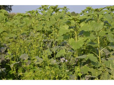 TerraLife® - VitaMaxx TR-3
