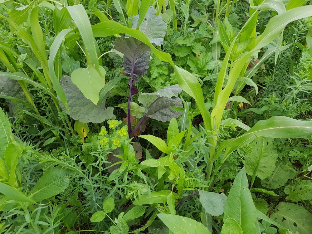 TerraLife® - WarmSeason-3