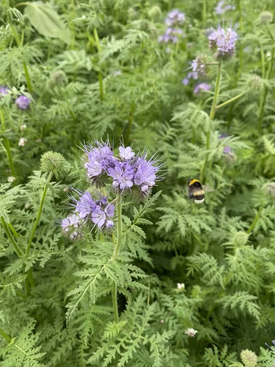 Bloeimengsel nectar-2