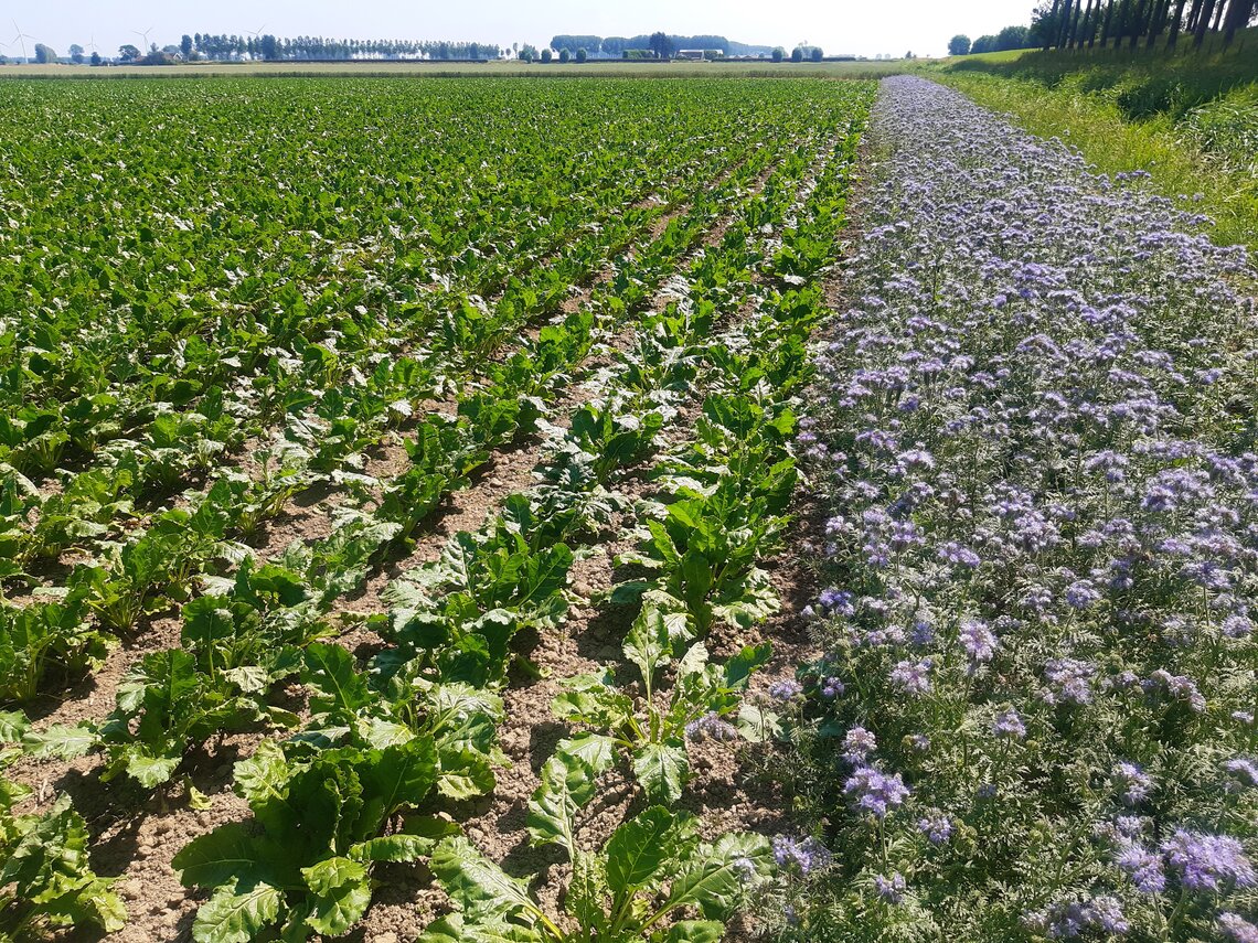 DSV Buffer en Braak 1-1