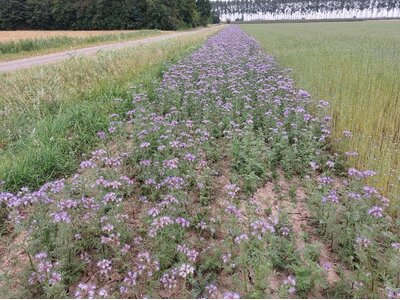 DSV Buffer en Braak 1-3