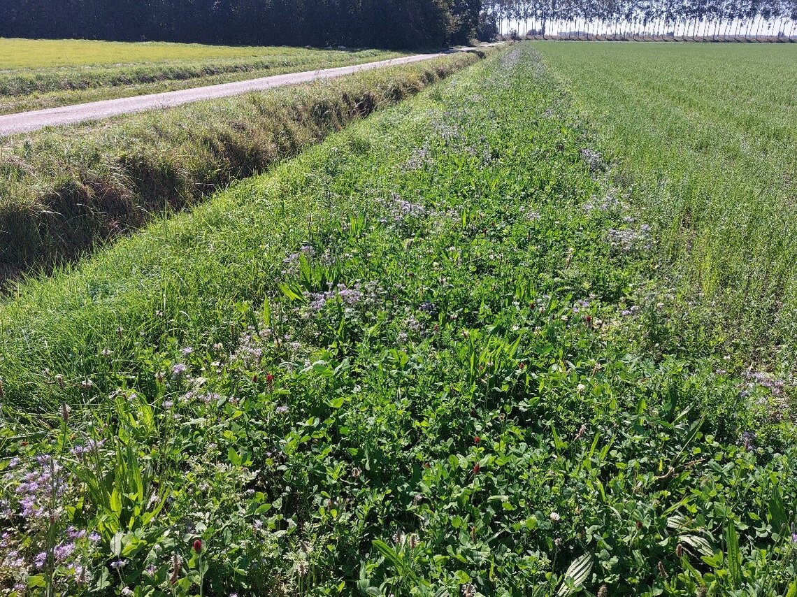 DSV Buffer en Braak 1-2