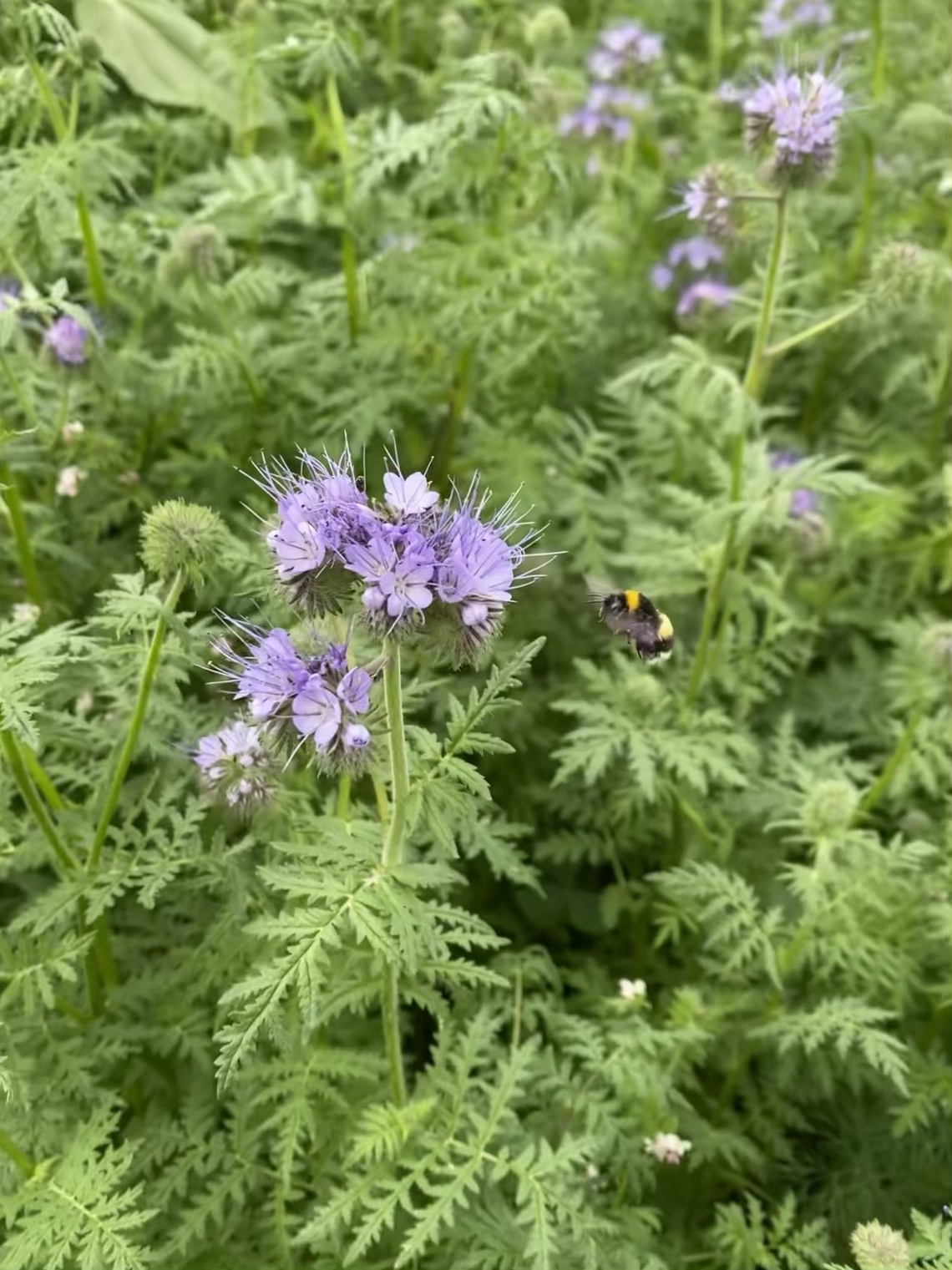 Bloeimengsel nectar-1