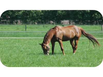 COUNTRY Horse Grass Balance-1