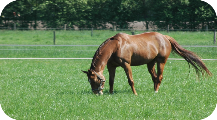COUNTRY Horse Grass Balance-1
