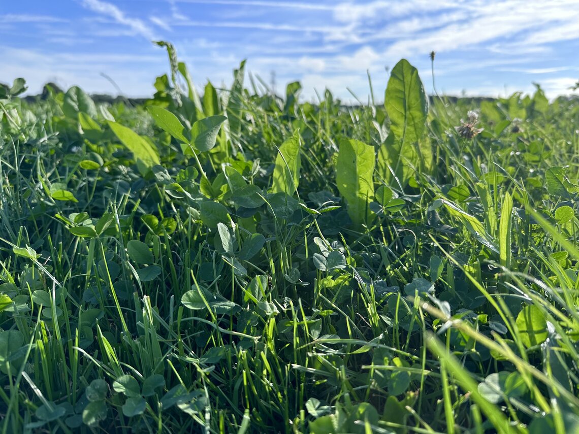 Country Horse MultiLife-0