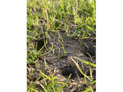 Eurograss TetraTop 100-2