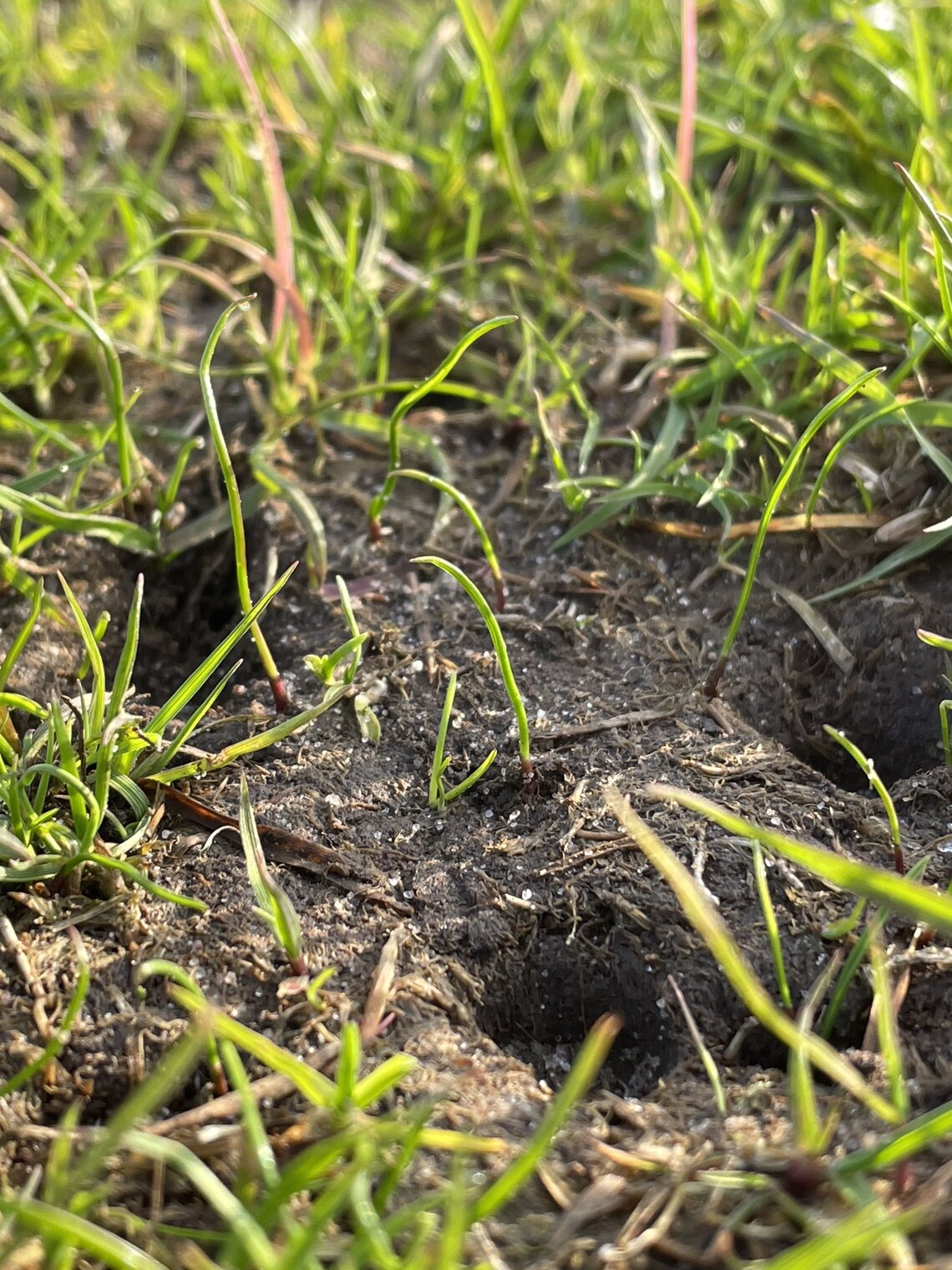 Eurograss TetraTop 100-2