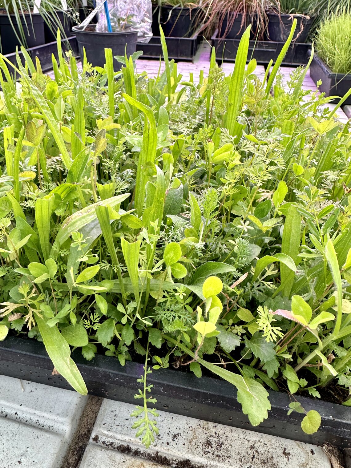 Eurograss Dijken Basis Gras DBG-4