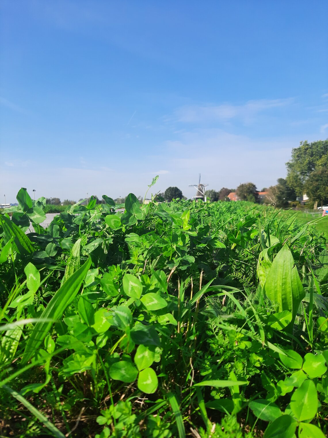 Eurograss Dijken Basis Gras DBG-3