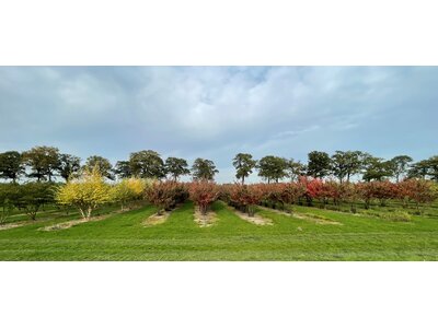 Eurograss Laanboom-2