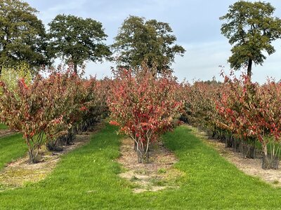 Eurograss Laanboom-0