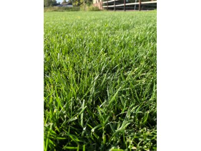 EUROGRASS Campino-3