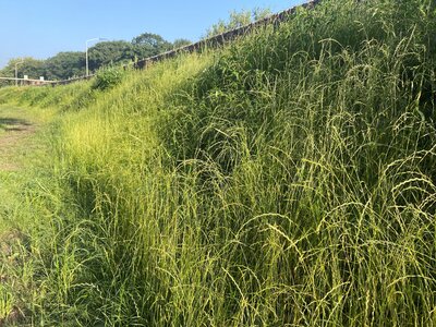 Eurograss BermenSpeciaal (BTK1100)-0