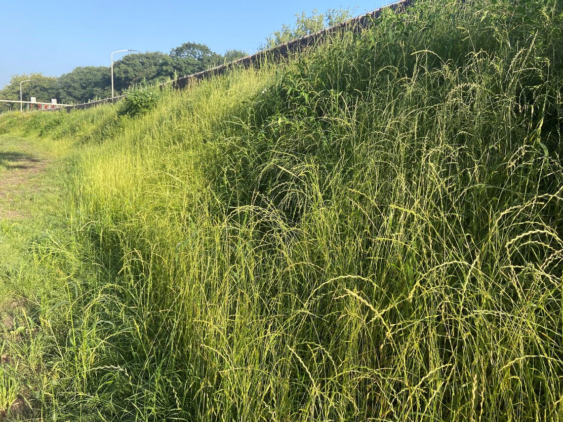 Eurograss BermenSpeciaal (BTK1100)-0