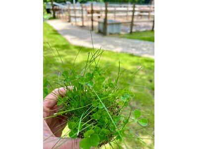Eurograss Trifolino-2