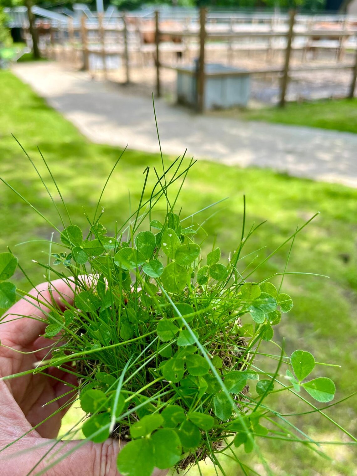 Eurograss Trifolino-2