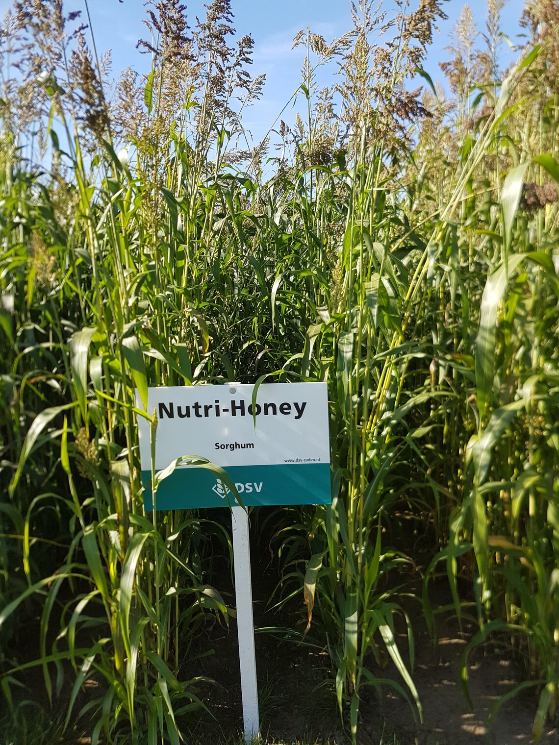 Nutri Honey-1