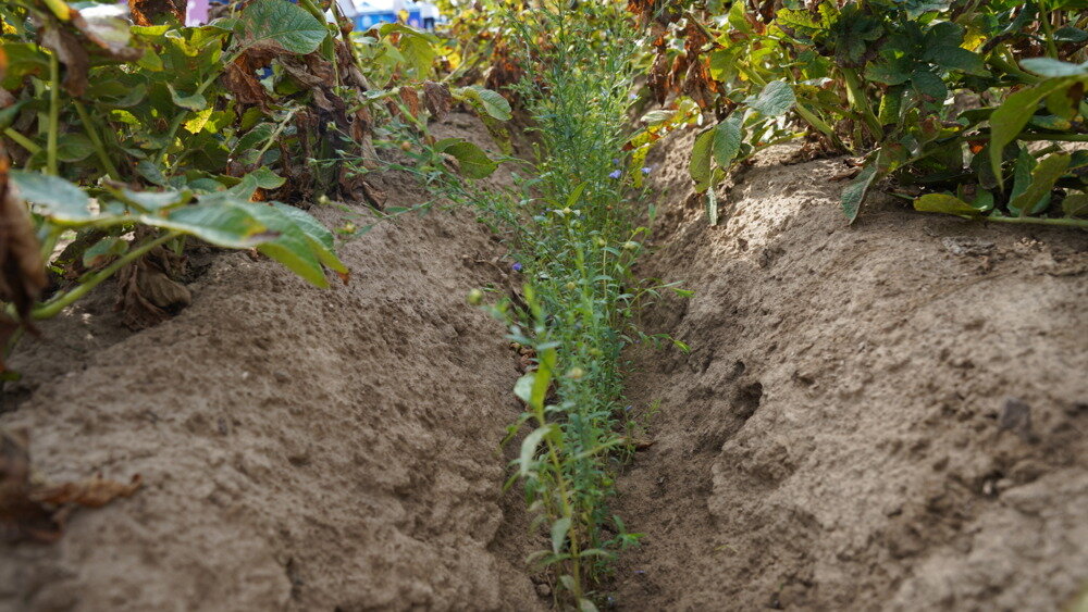 TerraLife® SolanumPro-2