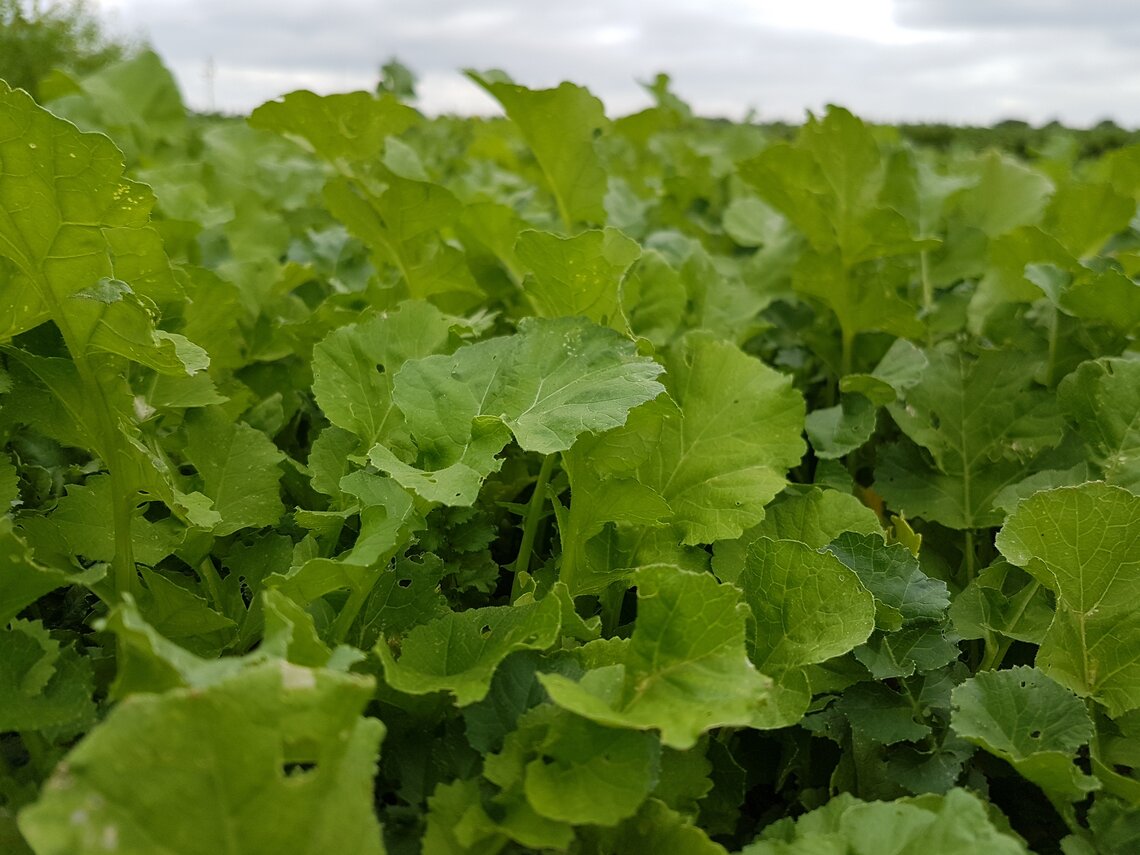 Trident NemaControl-1