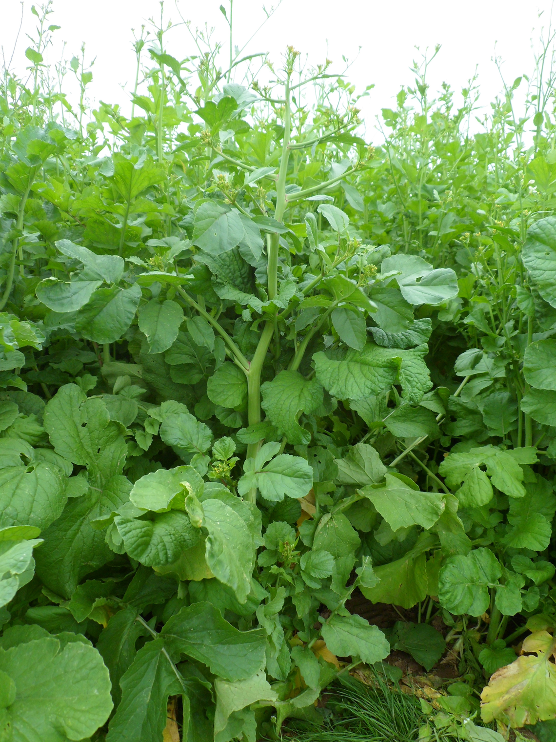 Trident NemaControl-3