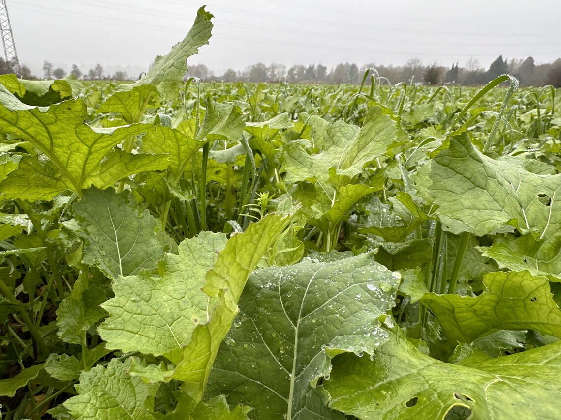 TerraLife CoolSeason-0