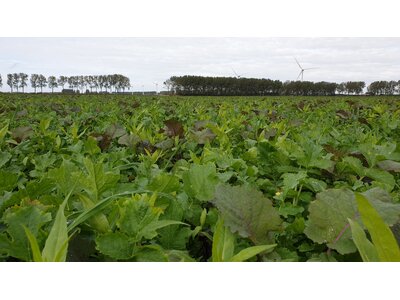 TerraLife® - SolaRigol TR-4