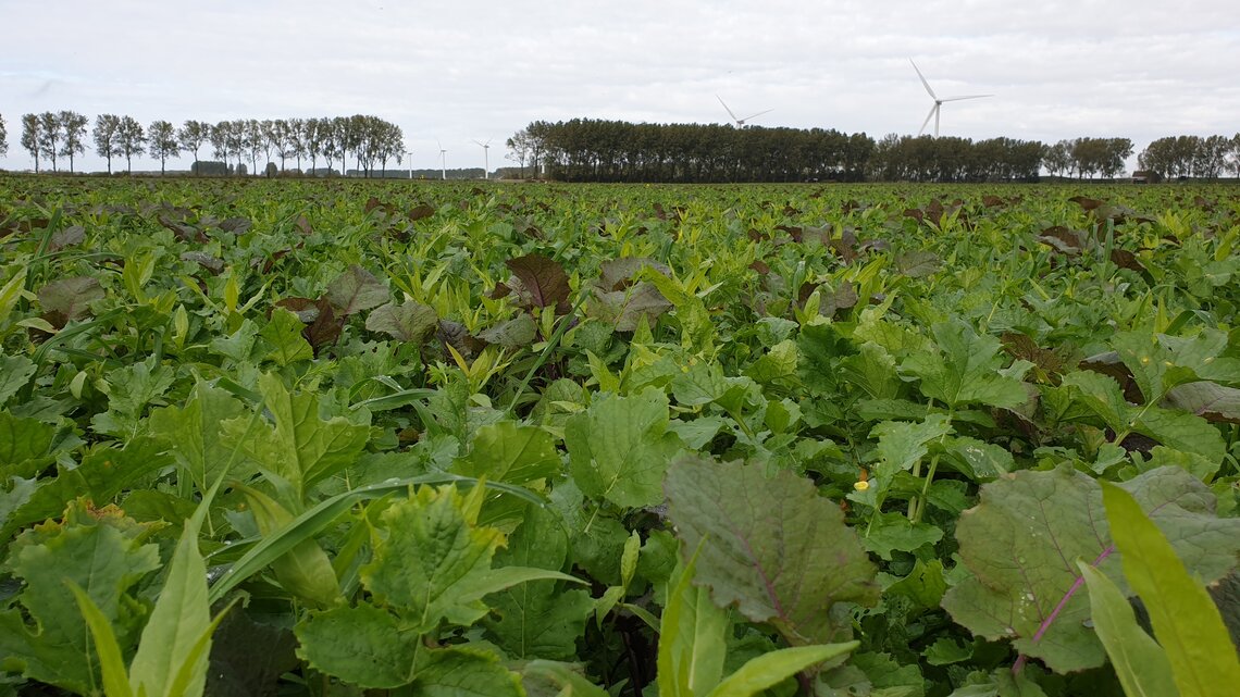 TerraLife® - SolaRigol TR-4