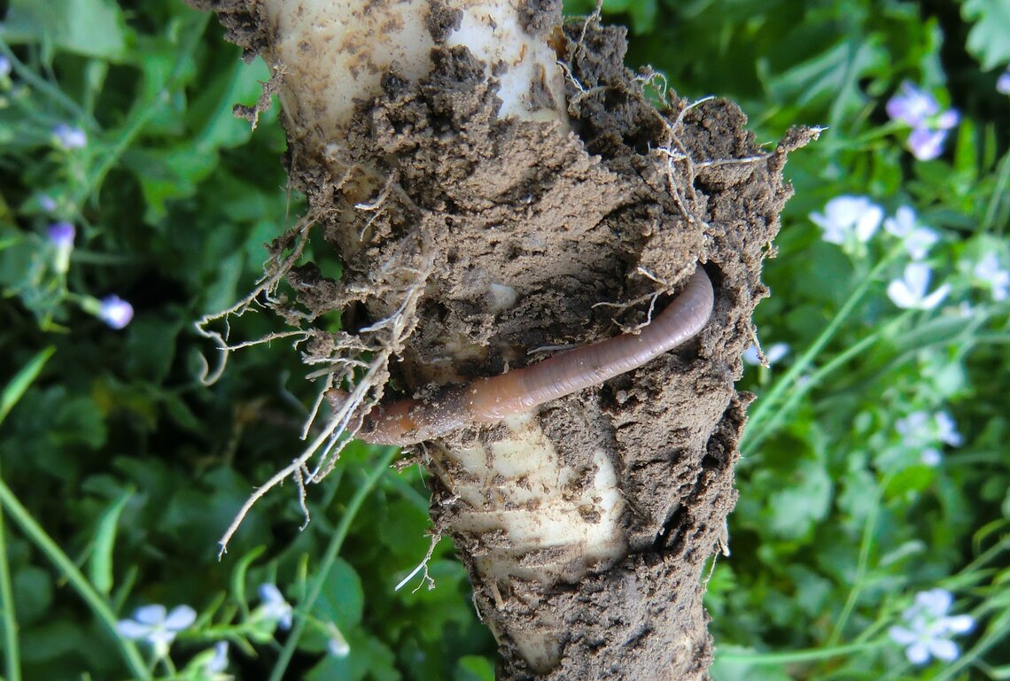 Trident NemaControl-2