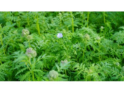 TerraLife® GreenPower Organic-0