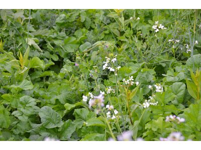 TerraLife® Solanum Organic-0