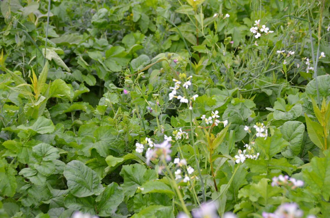 TerraLife® Solanum Organic-0