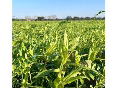 TerraLife® - WarmSeason-4