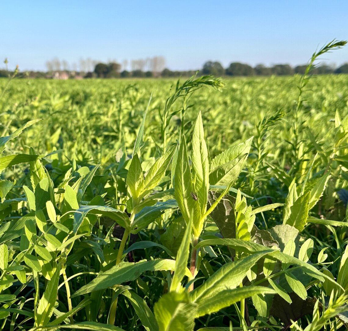 TerraLife® - WarmSeason-4