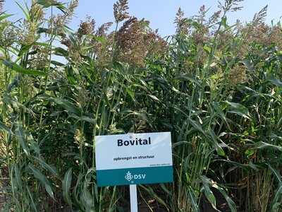 Bovital-0