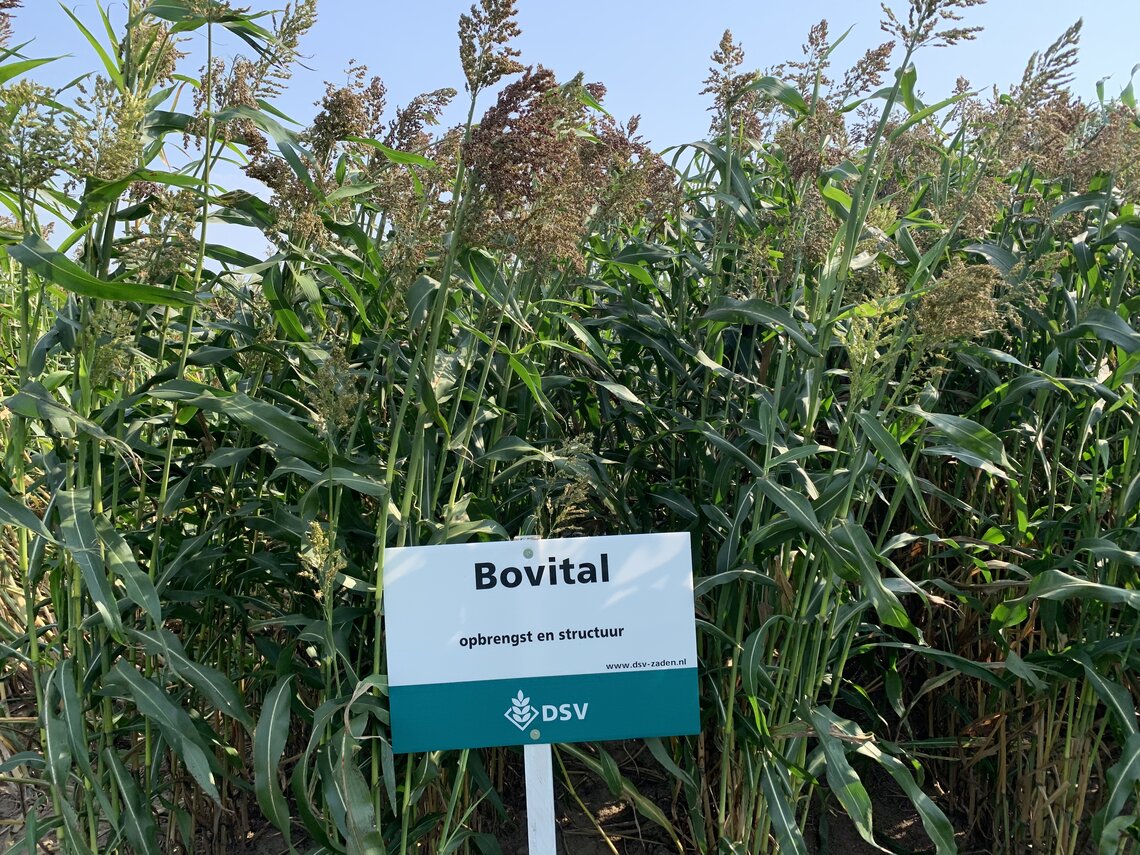 Bovital-0